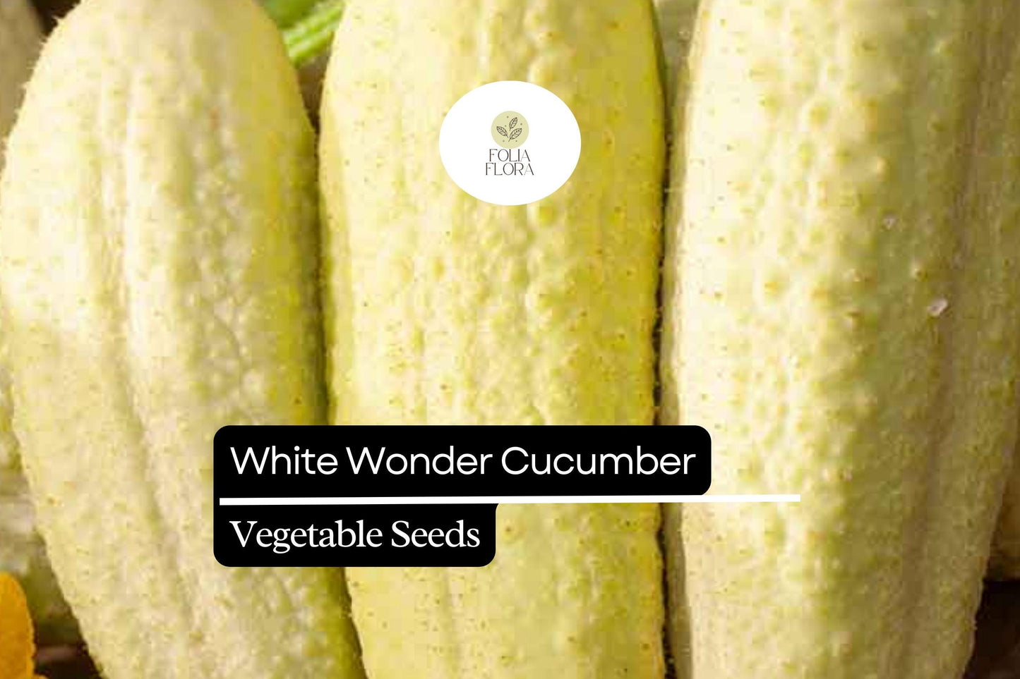 50 Seeds White Wonder Cucumber (Cucumis sativus) – Unique White Skin, Crisp Texture, Sweet Flavor