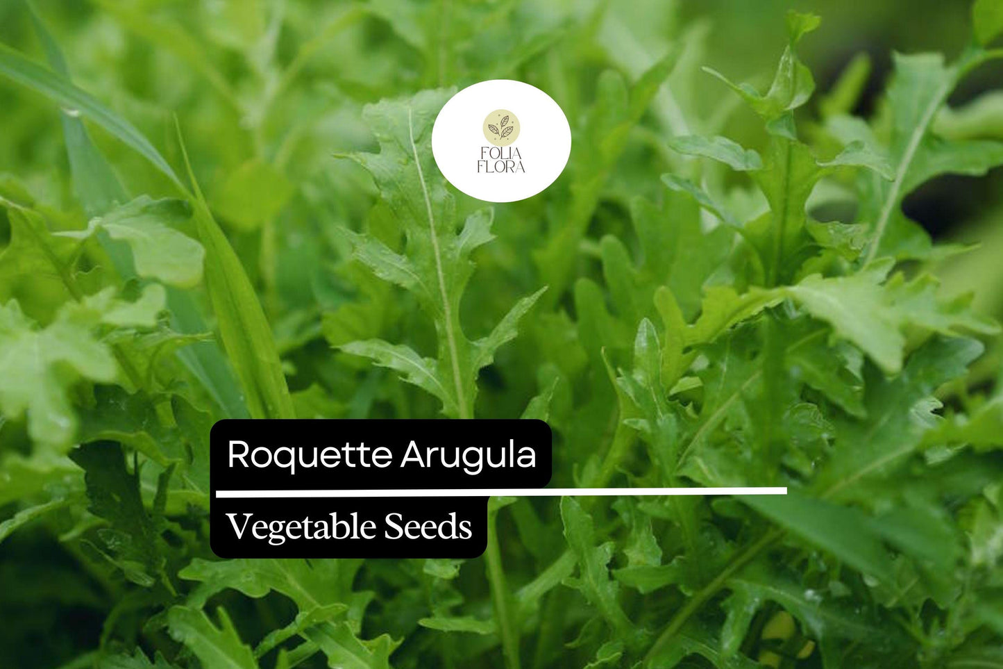 500 Seeds Roquette Arugula (Eruca vesicaria) – Peppery Greens for Salads, Sandwiches, and Gourmet Dishes