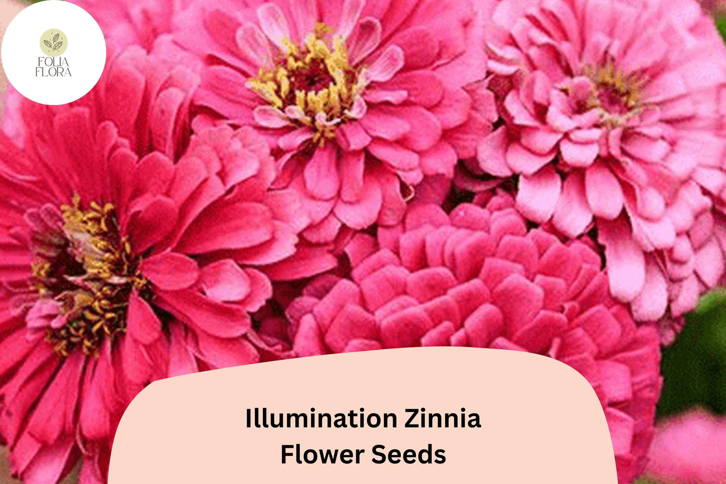 100+ Illumination Zinnia Seeds – Bright Golden-Orange Blooms for Summer Gardens & Cut Flowers