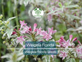 100 Weigela Florida Bush Seeds - Old-Fashioned Pink & White Flower Shrub (Weigela florida) - Hardy, Perennial, Beautiful Garden Shrub