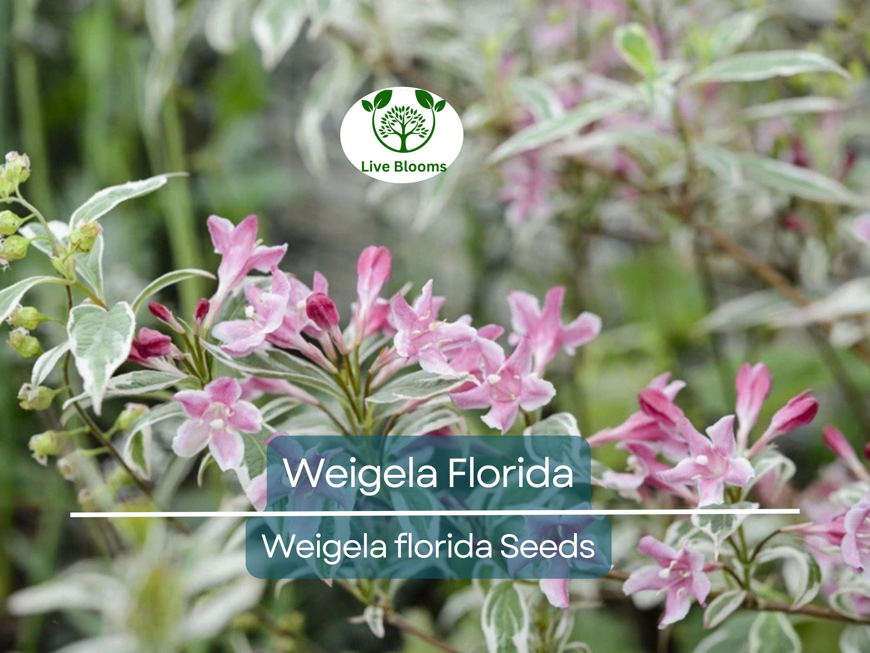 100 Weigela Florida Bush Seeds - Old-Fashioned Pink & White Flower Shrub (Weigela florida) - Hardy, Perennial, Beautiful Garden Shrub