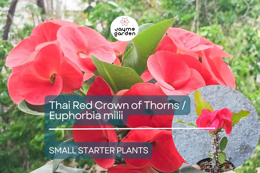 Thai Red Crown of Thorns Starter Plant - Euphorbia Milii, 5-7 Inches Tall, Well-Rooted - Tropical Beauty with Red Flowers for Gardens