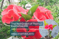 Thai Red Crown of Thorns Starter Plant - Euphorbia Milii, 5-7 Inches Tall, Well-Rooted - Tropical Beauty with Red Flowers for Gardens