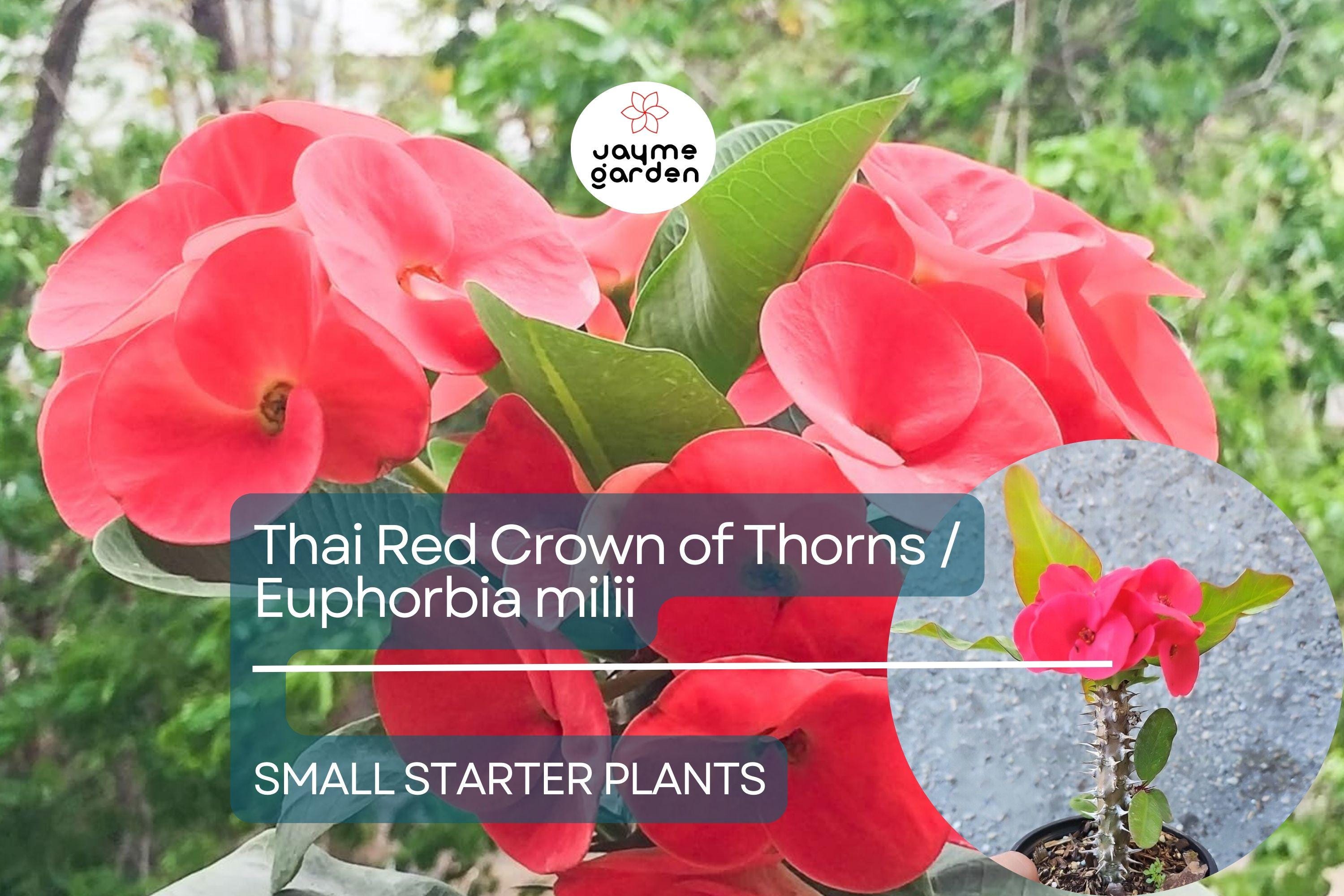 Thai Red Crown of Thorns Starter Plant - Euphorbia Milii, 5-7 Inches Tall, Well-Rooted - Tropical Beauty with Red Flowers for Gardens
