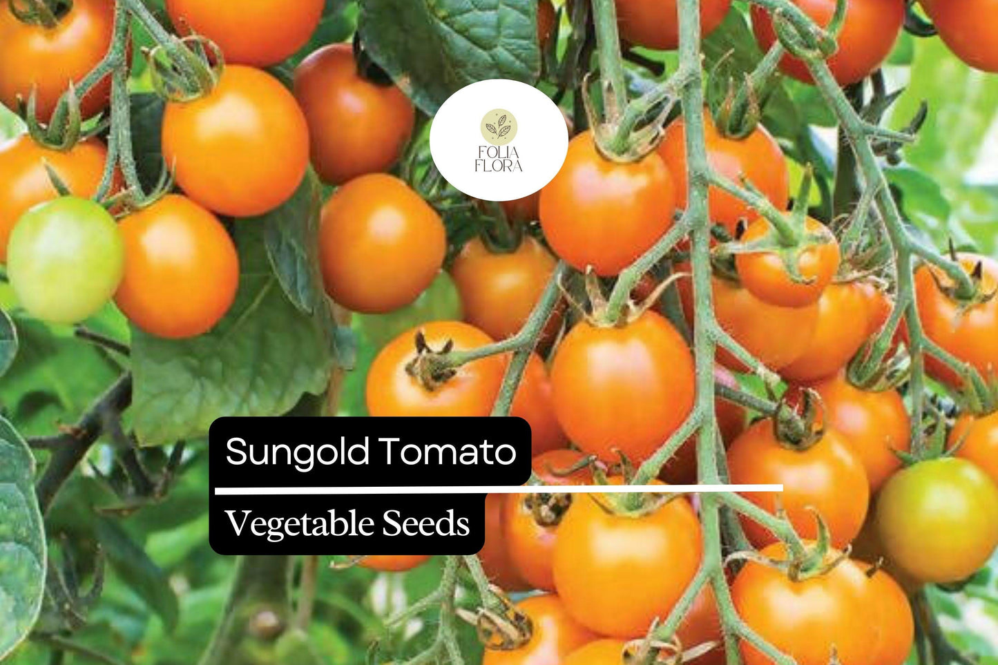 10 Seeds Sungold Tomato (Solanum lycopersicum) - Sweet Cherry Tomatoes | Prolific Hybrid for Gardens & Containers