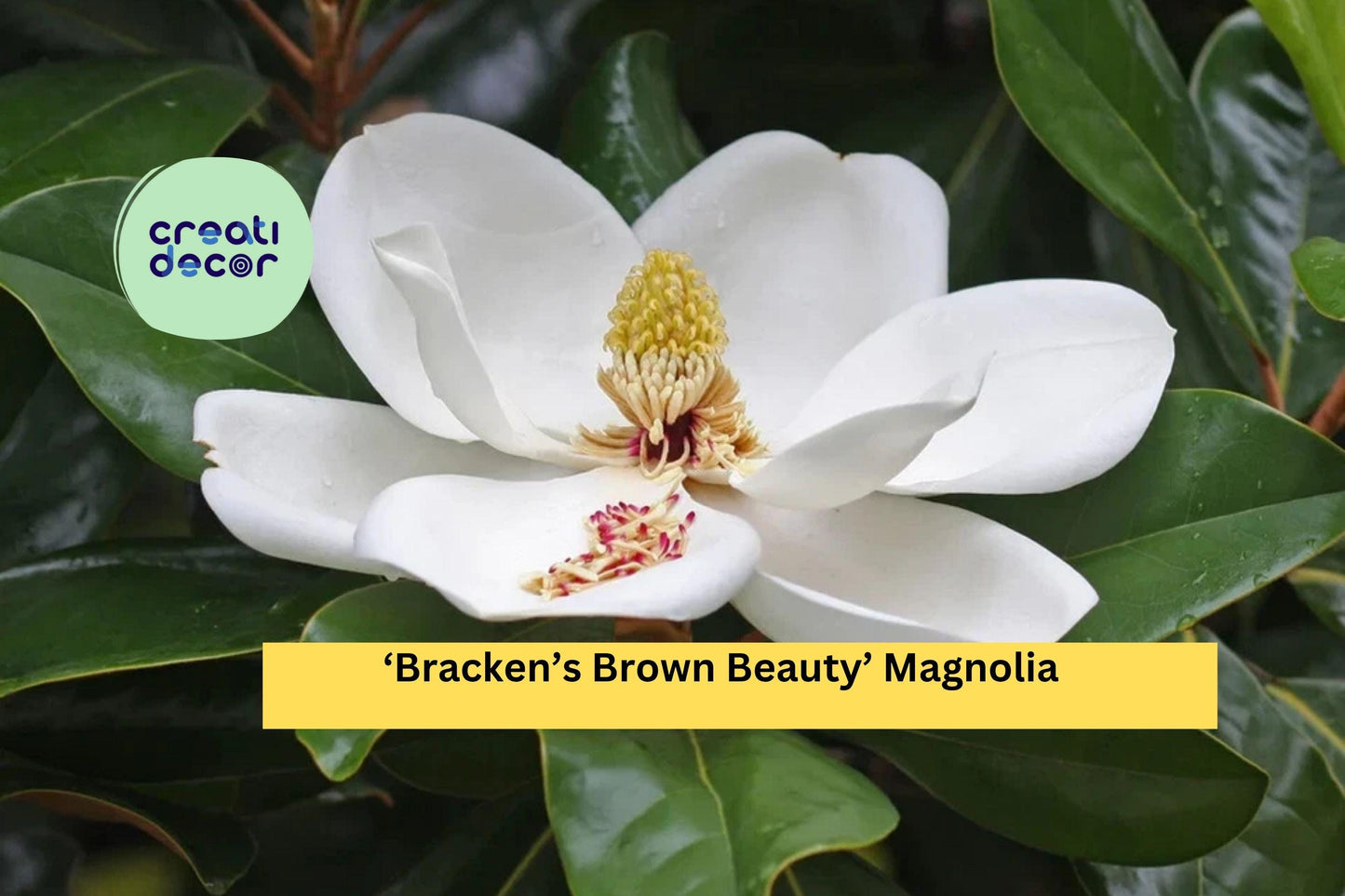 Bracken’s Brown Beauty Magnolia | Magnolia grandiflora | Live 20–28 Inch Well Rooted Tree