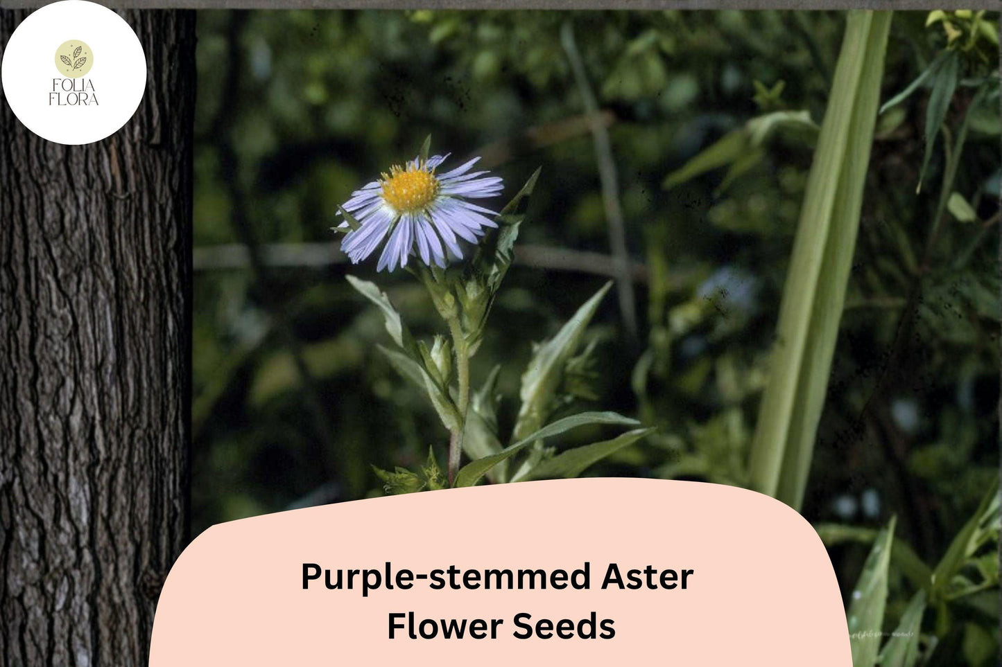 350 Symphyotrichum puniceum Seeds | Purple-stemmed Aster | Native Wildflower for Pollinator Gardens