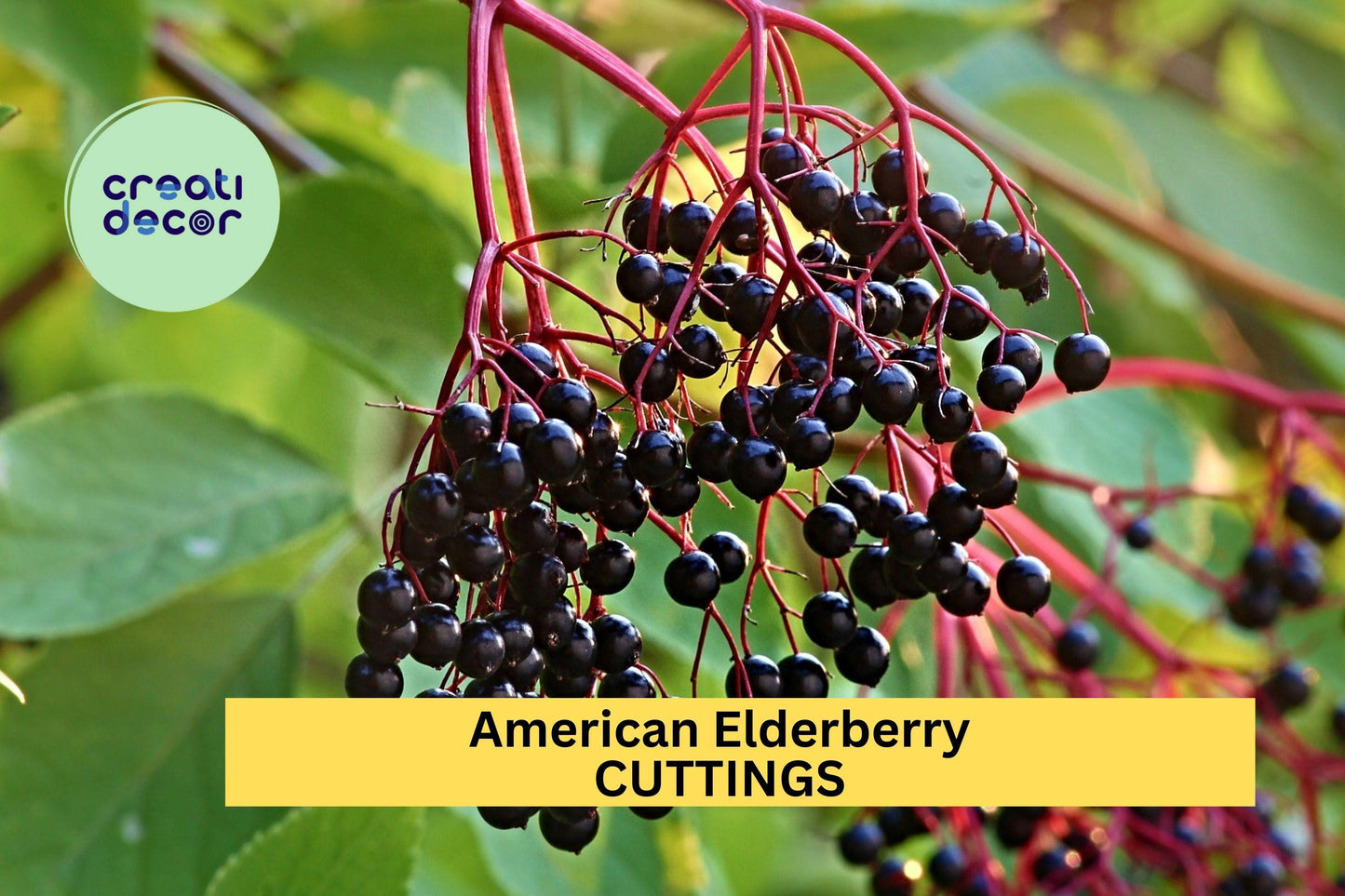 12 American Elderberry Cuttings – Unrooted Sambucus Adams/York Variety for Edible Gardens & Wildlife Habitat – USA