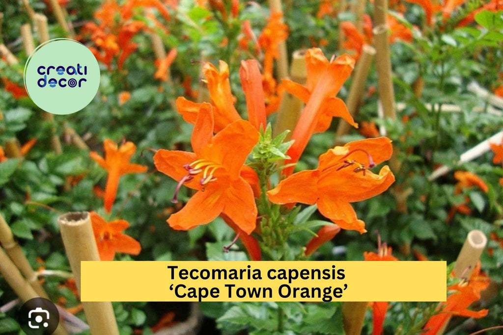 Tecomaria capensis ‘Cape Town Orange’ | Rooted Starter Plant | Cape Honeysuckle with Vibrant Orange Blooms