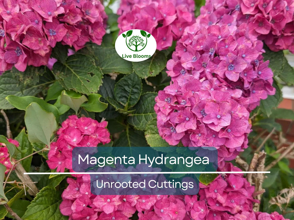6 Live Fresh Heirloom MAGENTA Hydrangea Cuttings - 6" Unrooted - Easy to Grow, Beautiful Blooms, Hydrangea macrophylla, Garden Plant