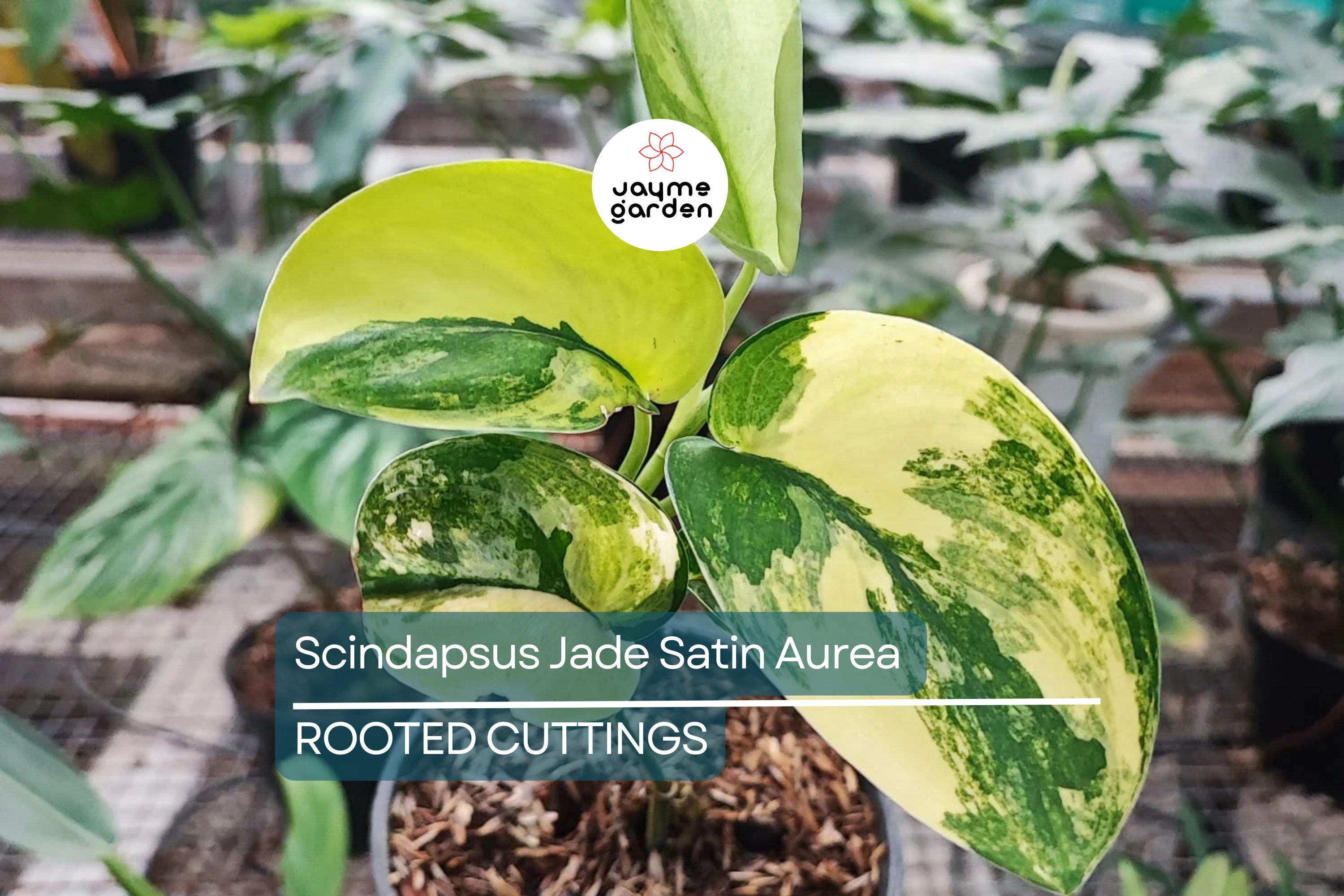 Scindapsus Jade Satin Aurea Rooted Cutting in Prop Cup | Rare Variegated Houseplant with Green & Yellow Foliage