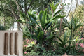 Hawaiian Green Ti Plant 6 Cuttings 6" (Cordyline fruticosa) Tropical Ti Leaf Logs