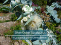 40 Eucalyptus pulverulenta 'Baby Blue' Bonsai Seeds, Silver Dollar Eucalyptus, Florist 'Baby Blue', Unique Indoor Bonsai Tree for Garden