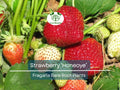12 Honeoye Strawberry Plants – Bare Root – Sweet, Juicy Berries – Cold Hardy & Productive – June-Bearing – Zones 4–9
