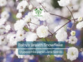 50 Baby's Breath Seeds Snowflake, Gypsophila paniculata, Non-GMO Perennial Cut Flowers for Garden, Floral Arrangements, North American Plant