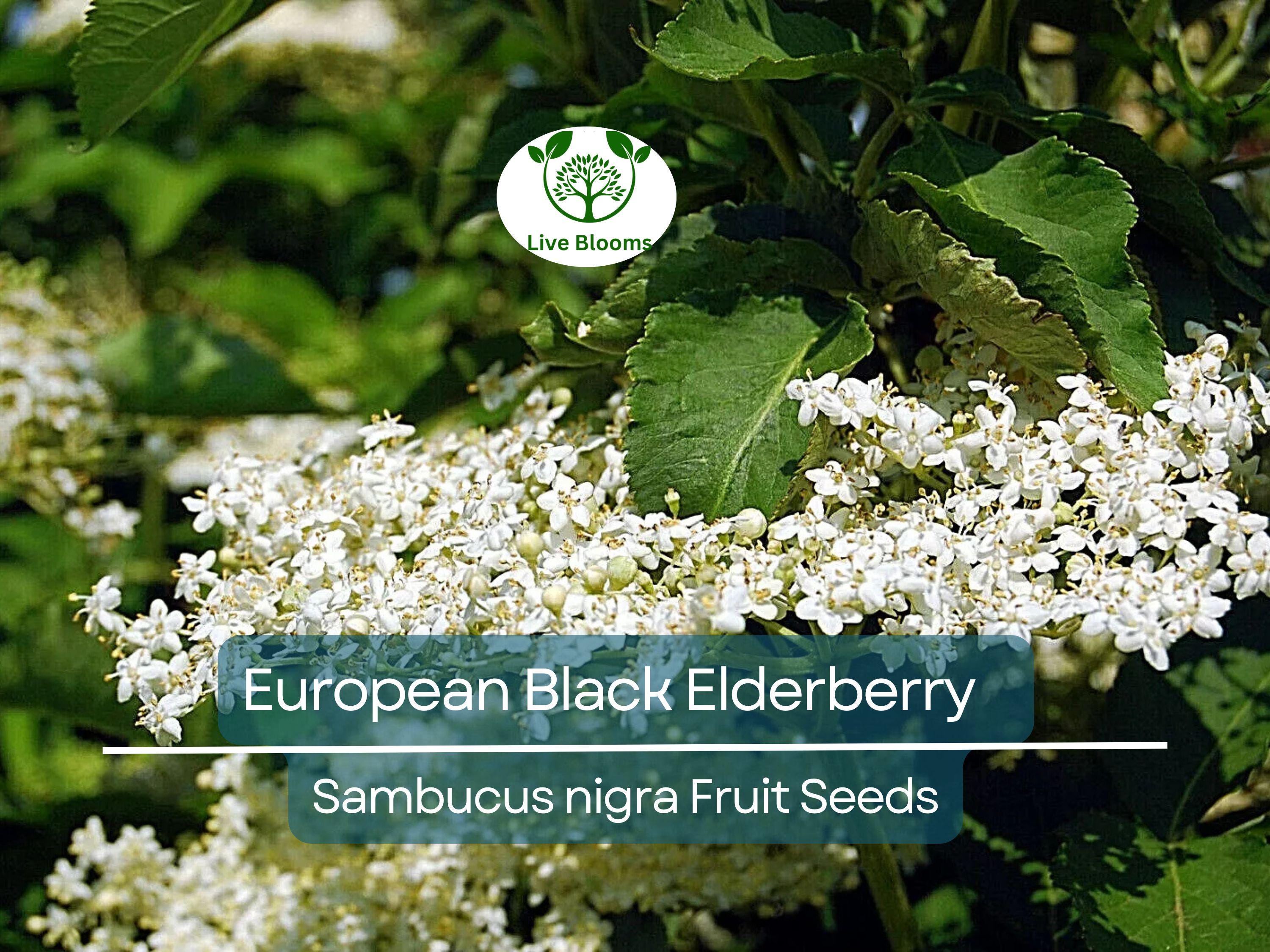80 European Black Elderberry Seeds (Sambucus nigra), Tree, Edible Fruit, Herb, High Yield, Elderberry Plant, Garden Starter