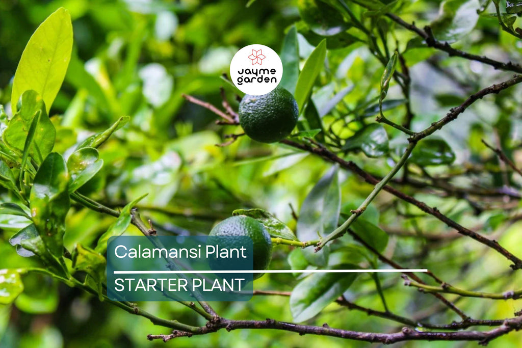 Live Calamansi Plant Tree | 8-12 inch Seedling | Citrus Tree for Indoor & Outdoor Growing | Tropical Fruit