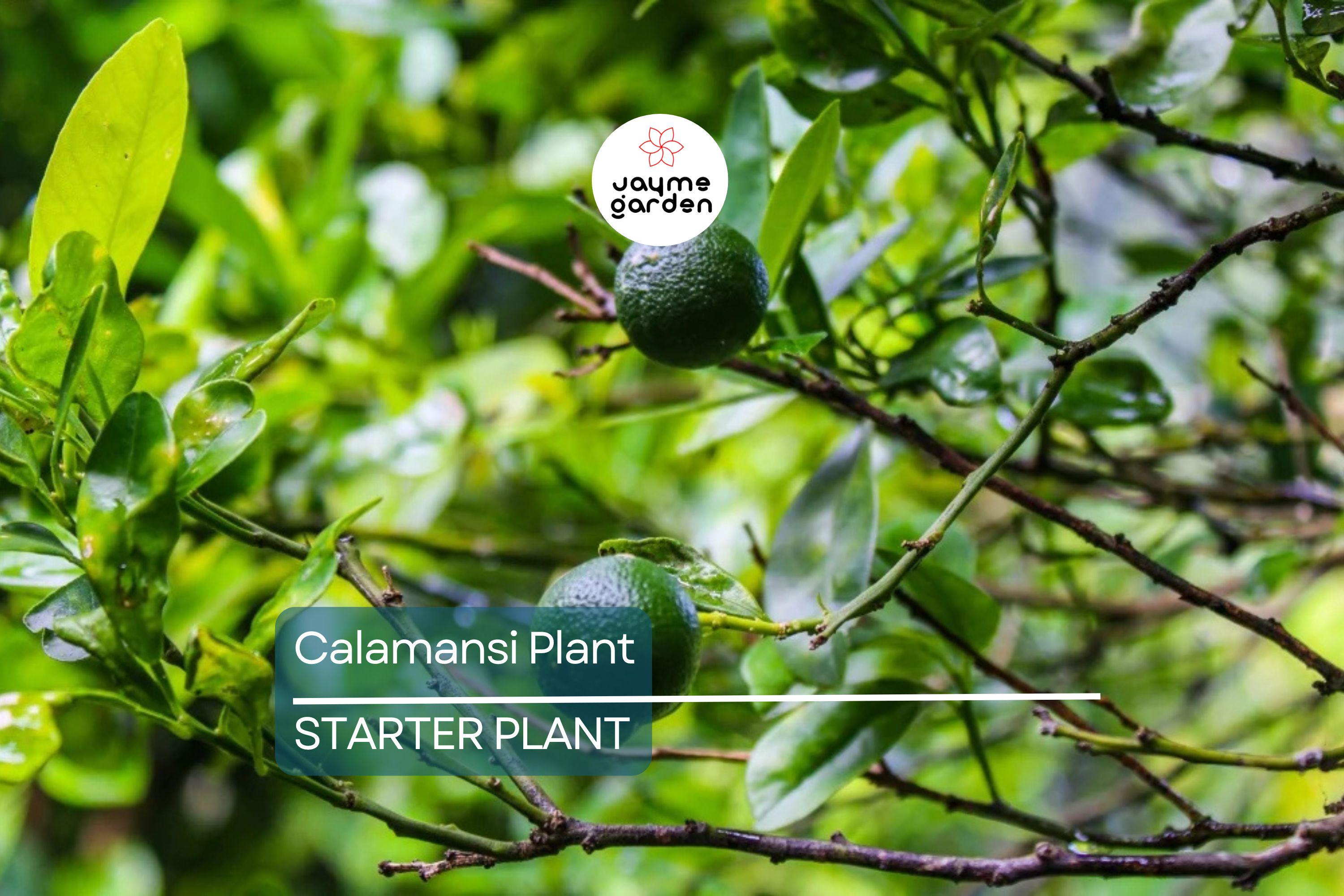 Live Calamansi Plant Tree | 8-12 inch Seedling | Citrus Tree for Indoor & Outdoor Growing | Tropical Fruit