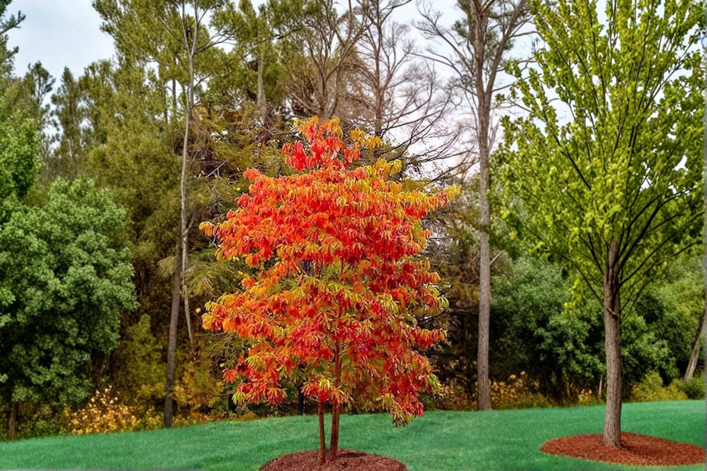 Sassafras 2 Live Plants 1-2 ft Tall Bare Root (Sassafras albidum) Native Tree