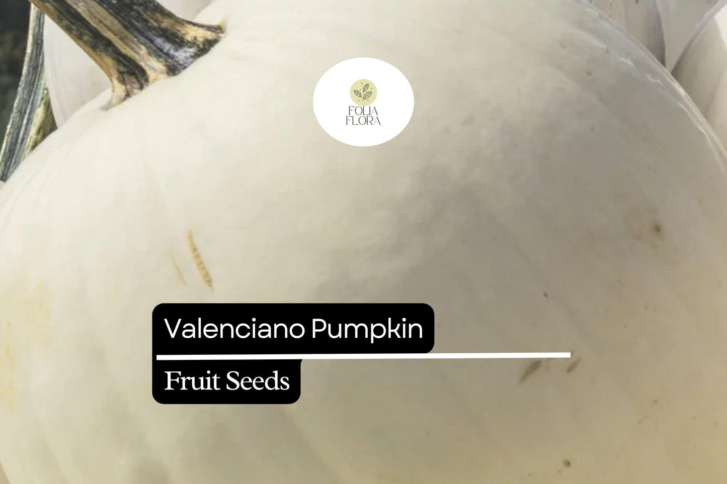 5 Seeds Valenciano Pumpkin (Cucurbita pepo) – Classic White Heirloom Pumpkin for Decoration & Cooking