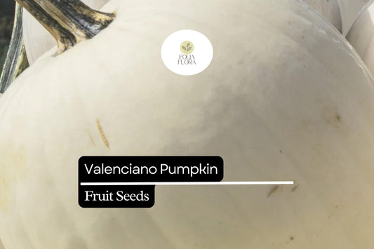 5 Seeds Valenciano Pumpkin (Cucurbita pepo) – Classic White Heirloom Pumpkin for Decoration & Cooking