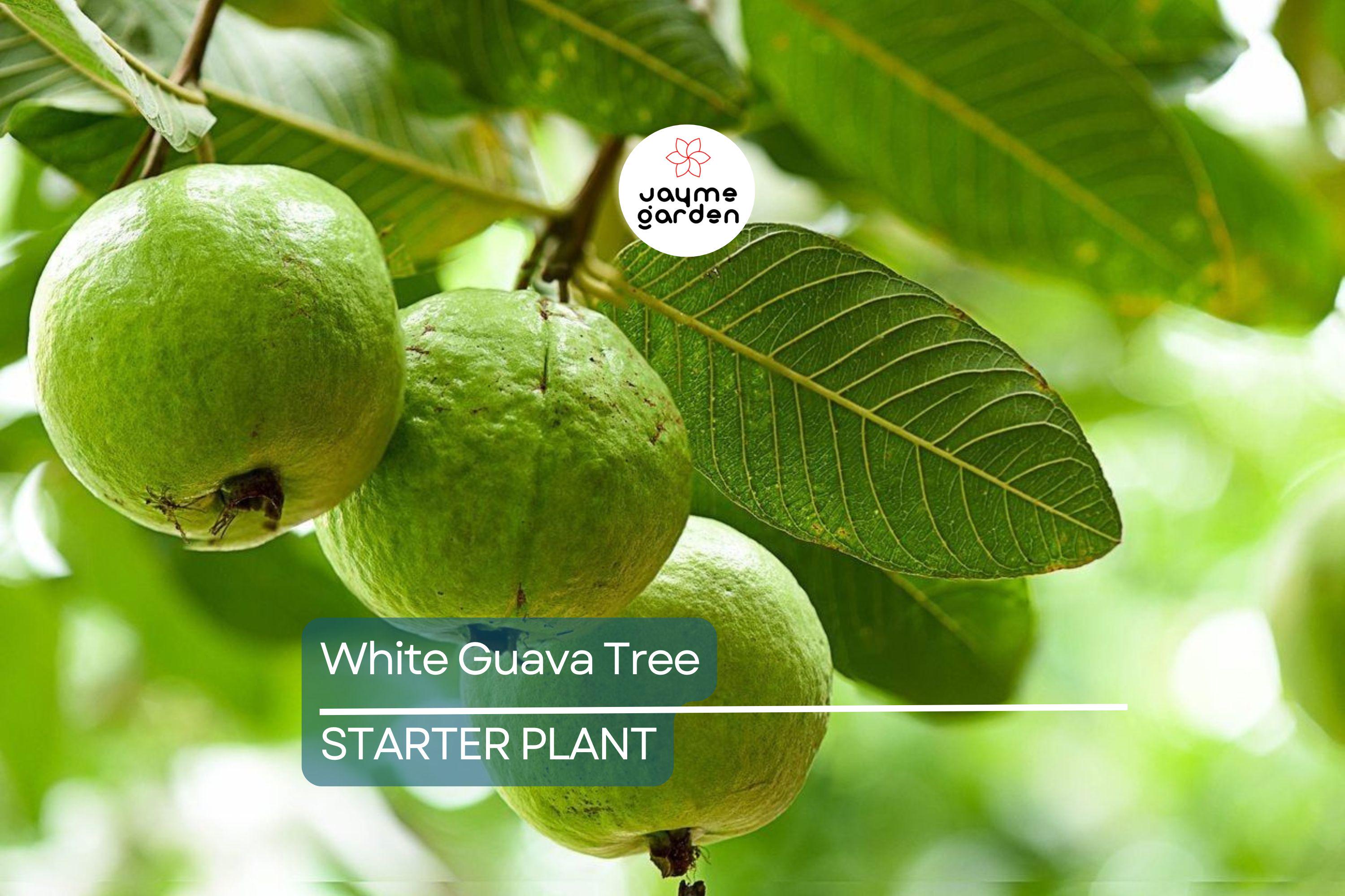 White Guava Tree Seedling - Tropical Live Plant with Pot - Ready to Plant, Sweet White Guava Fruit