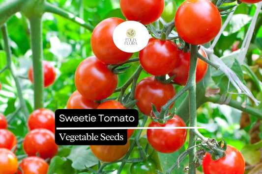 30 Sweetie Tomato Seeds – Solanum lycopersicum – Heirloom, Extra-Sweet Cherry Tomato, High-Yielding, Perfect for Snacking & Salads