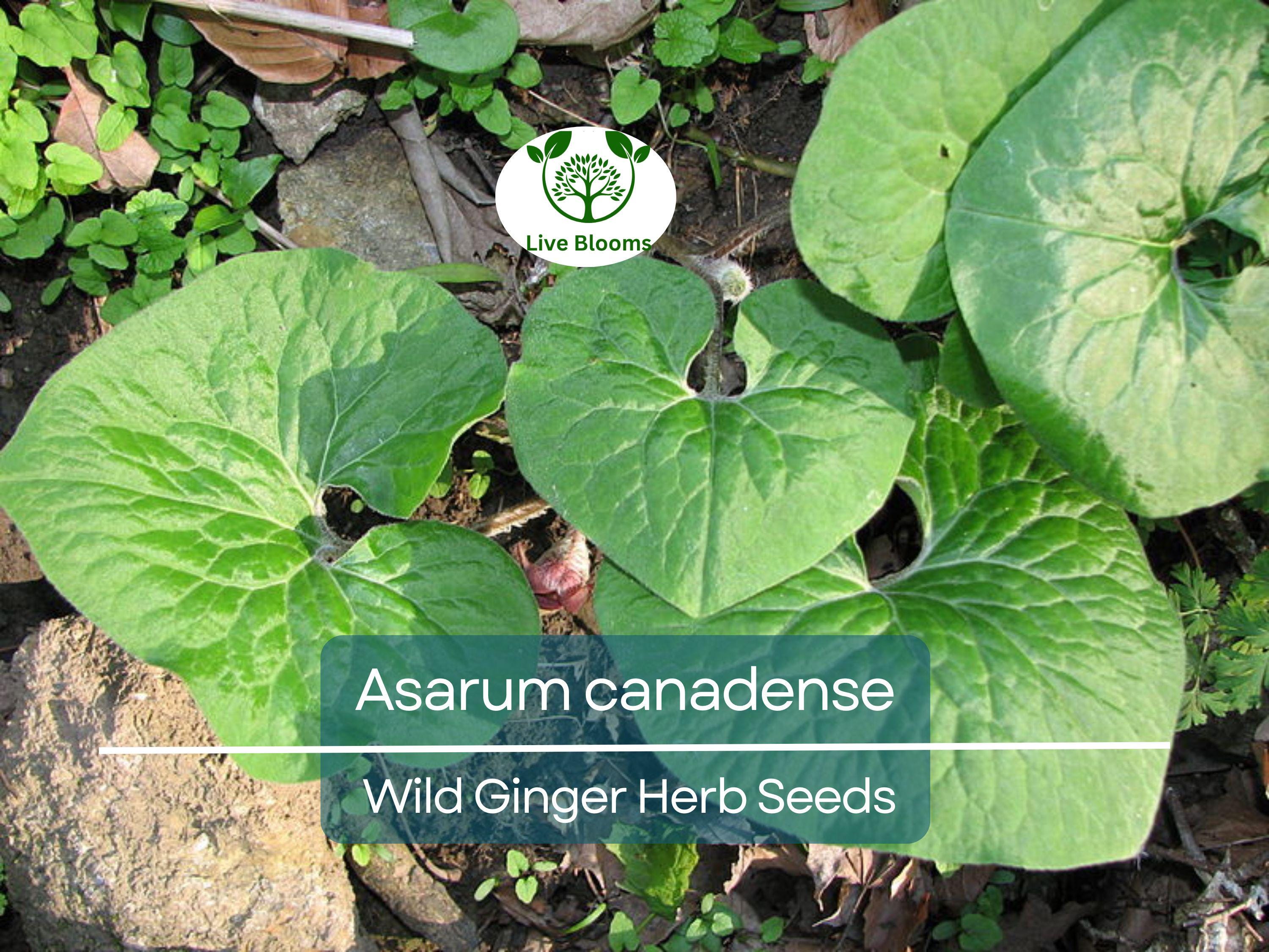 100 mg Seeds Wild Ginger (Asarum canadense) for Planting | Native Ground Cover Herb for Shady Gardens and Landscaping