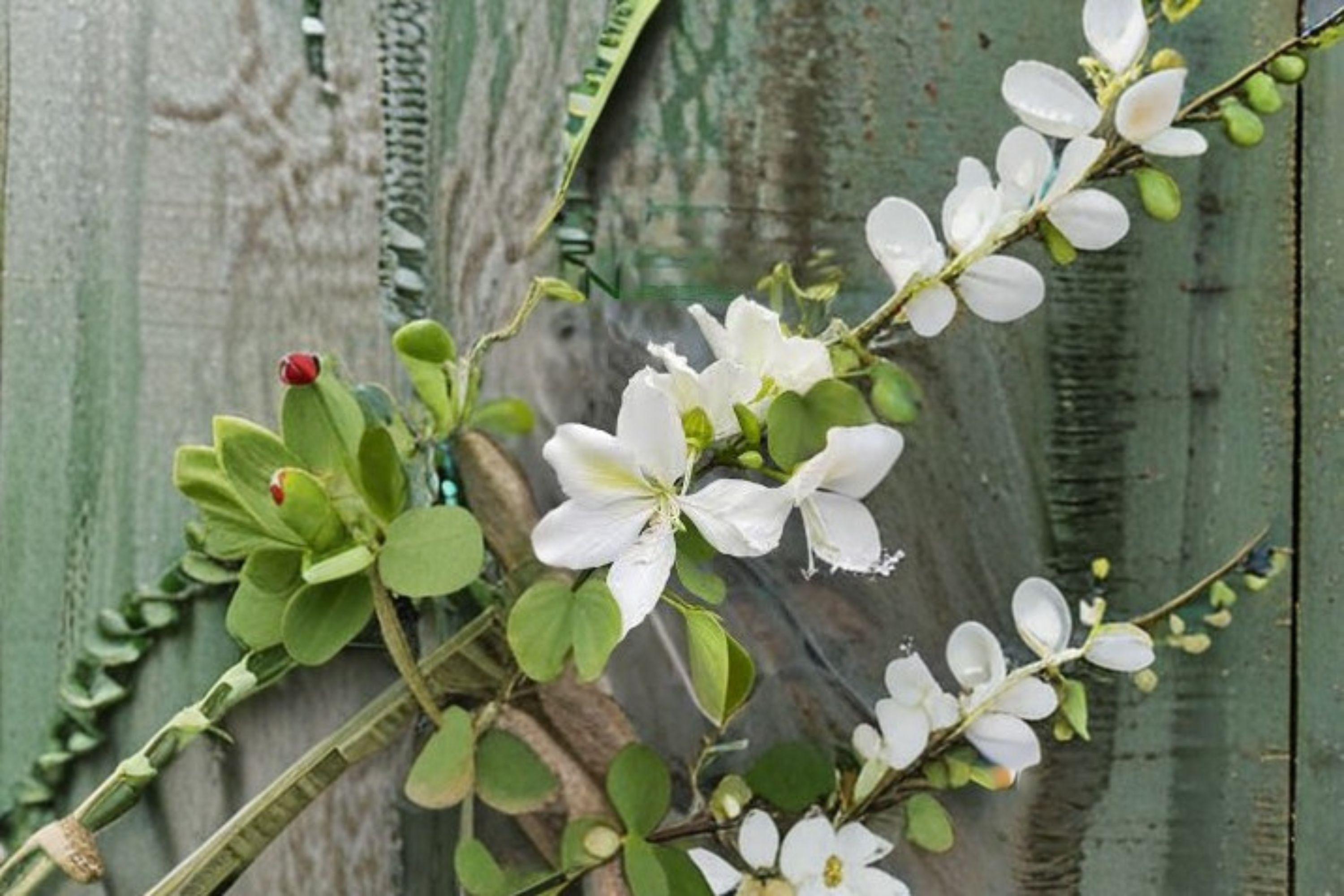 Bauhinia alba – Flowering Plant 10 Seeds | White Orchid Tree | Fragrant Blooms | Tropical & Subtropical Beauty