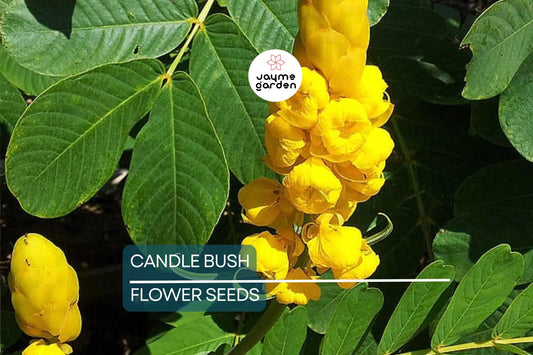 20 Candle Bush Seeds (Cassia Alata) – Fast-Growing Senna Tree, Butterfly Flower