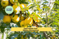 Opal Apple Tree Cuttings | 3 Fresh Malus domestica Scions | Rooting or Grafting Wood for Fruit Tree Propagation