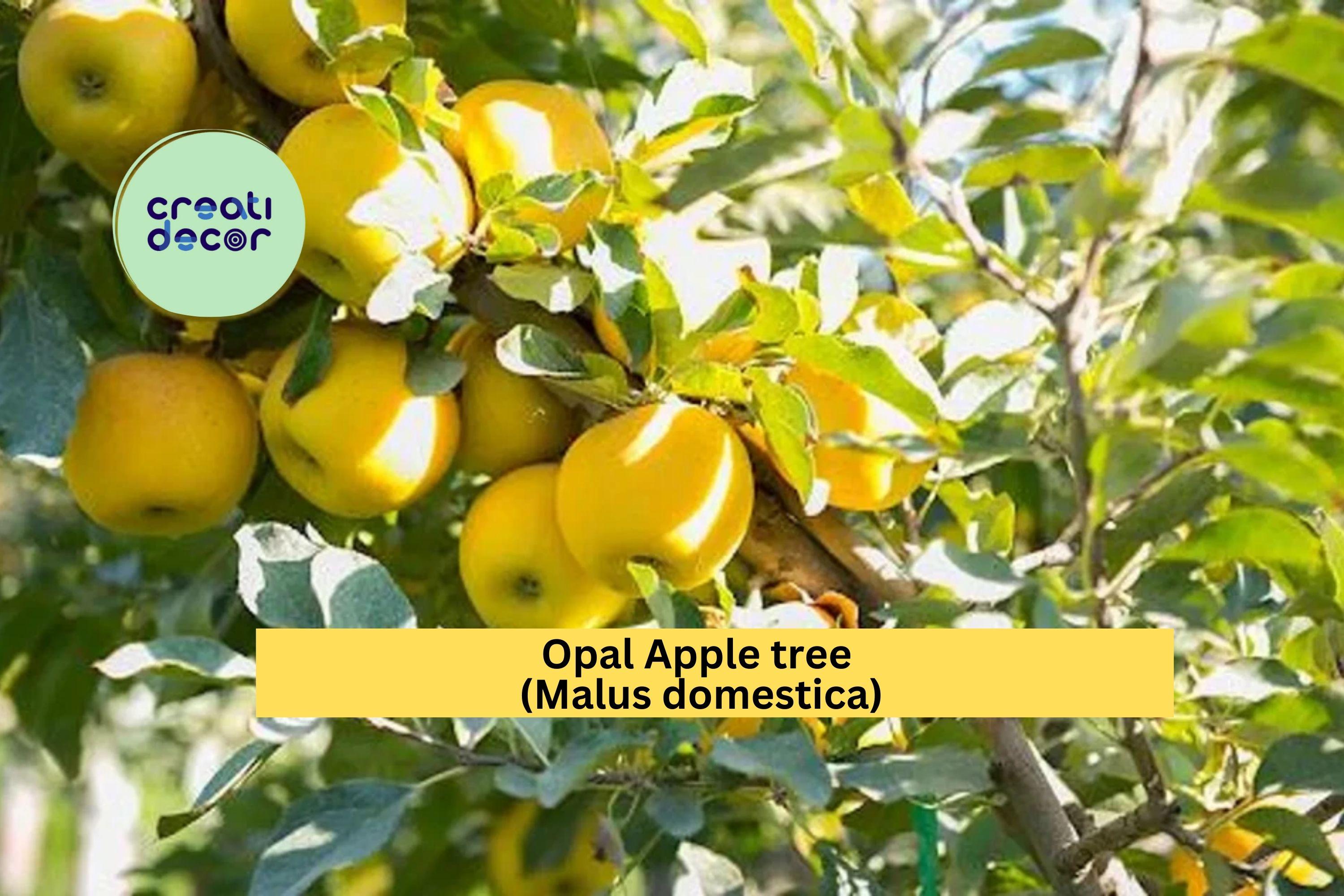 Opal Apple Tree Cuttings | 3 Fresh Malus domestica Scions | Rooting or Grafting Wood for Fruit Tree Propagation