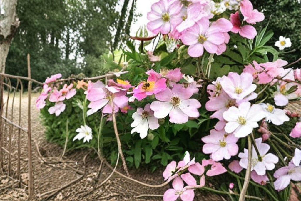 Rosa setigera/Illinois Rose – 30 Seeds | Native Climbing Rose | Fragrant Pink Blooms | Wildlife & Pollinator Plant