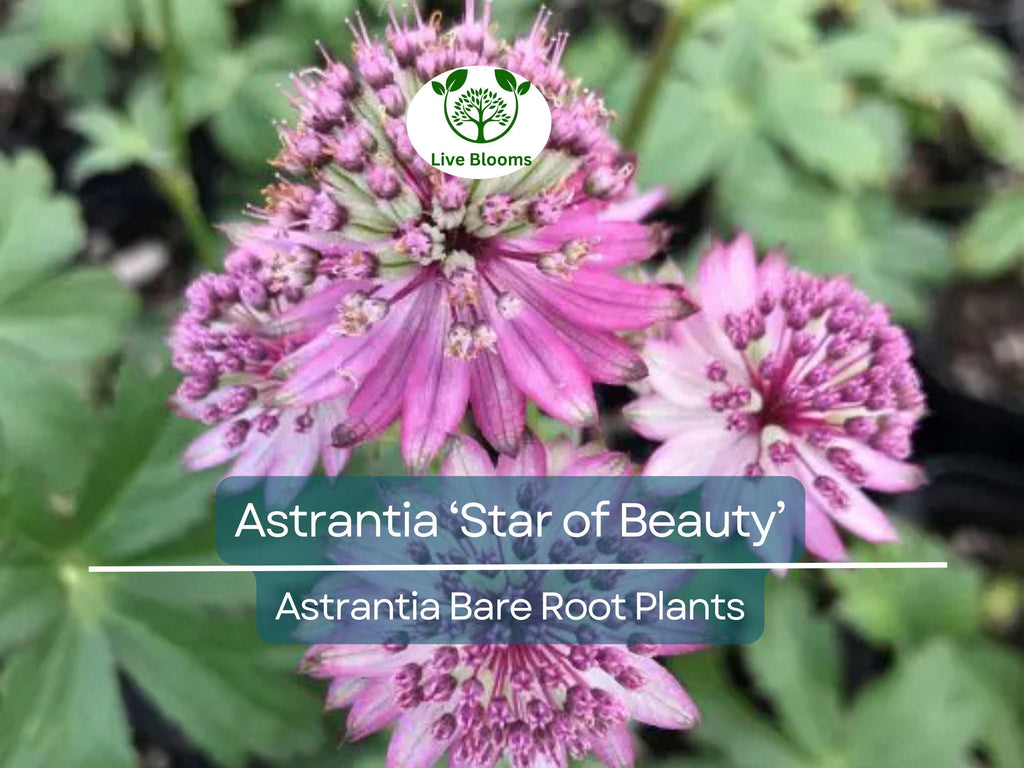 1 Astrantia ‘Star of Beauty’ – Bare Root Plant – Unique Shade Perennial – Summer Blooming Flower for Pollinator & Woodland Gardens