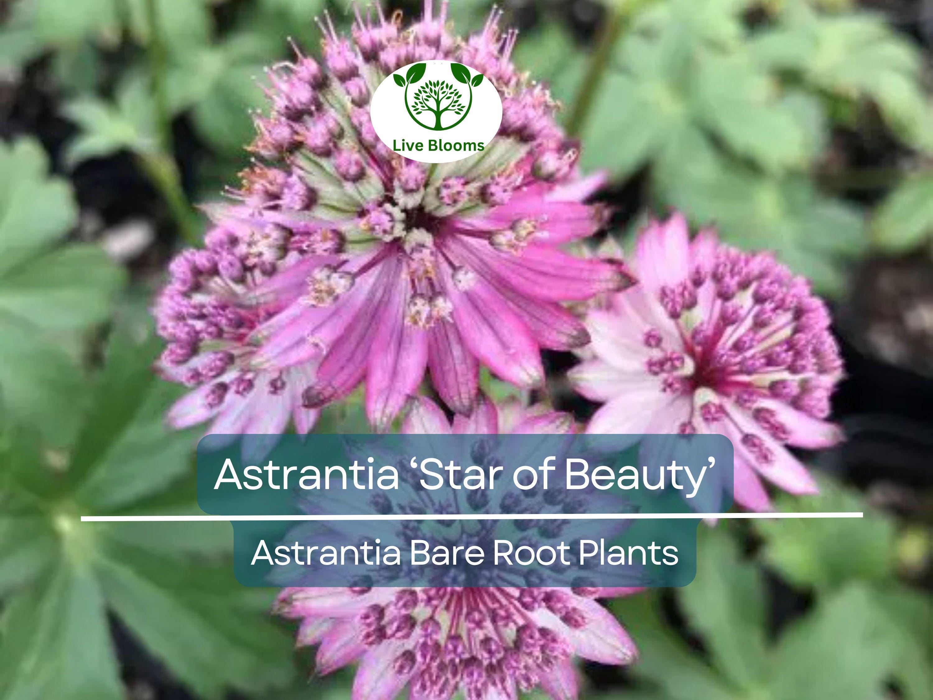 1 Astrantia ‘Star of Beauty’ – Bare Root Plant – Unique Shade Perennial – Summer Blooming Flower for Pollinator & Woodland Gardens