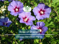 2 Rose of Sharon Plants – Hibiscus syriacus 10–18" Tall Bare Root Shrubs, Hardy Flowering Bushes for Garden, Hummingbird Friendly