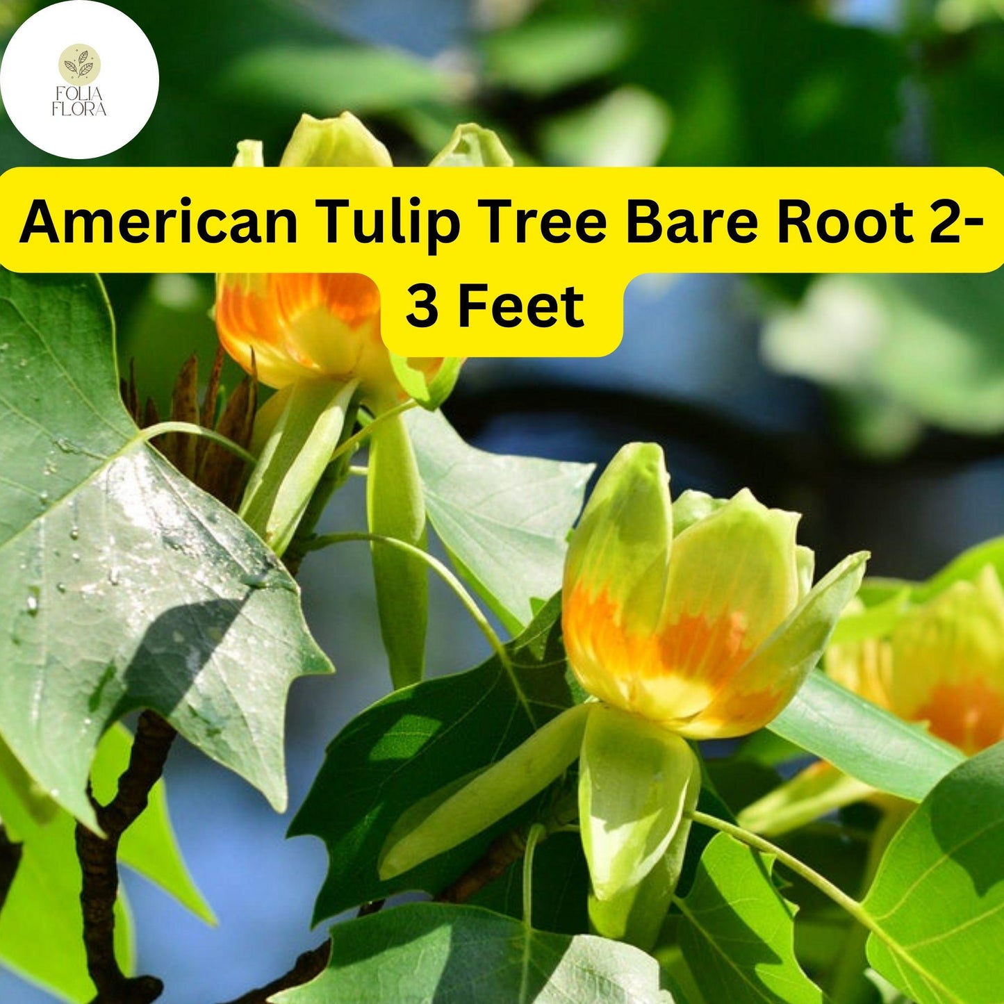 1 Liriodendron tulipifera American Tulip Tree - Live Bare Root Plant 2-3 Feet Tall for Zones 4-9