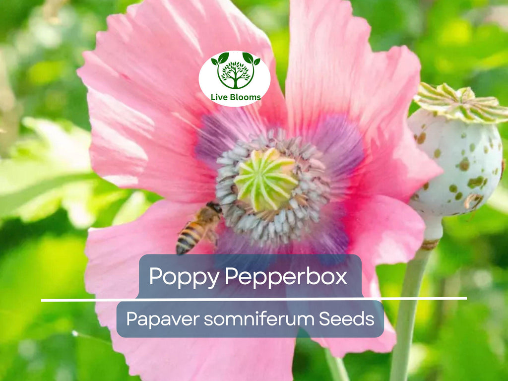 1000 Poppy Pepperbox Seeds, Pink/Purple Culinary Grade, Large Blooms, Non-GMO, USA Grown, Edible Flowers for Garden & Cooking