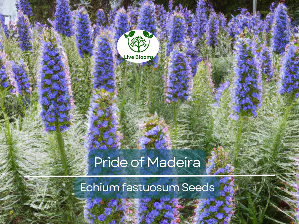 50 Pride of Madeira Seeds (Echium fastuosum) | Blue Bugloss Flowering Plant, Beautiful Blue Blooms, Hardy Shrub, Pollinator-Friendly Garden