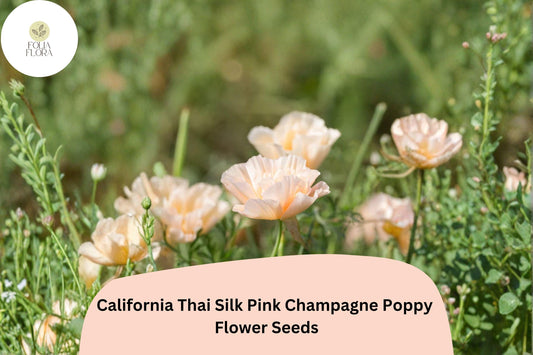 200+ California Thai Silk Pink Champagne Poppy Seeds for Garden Planting - Soft Pastel Wildflowers