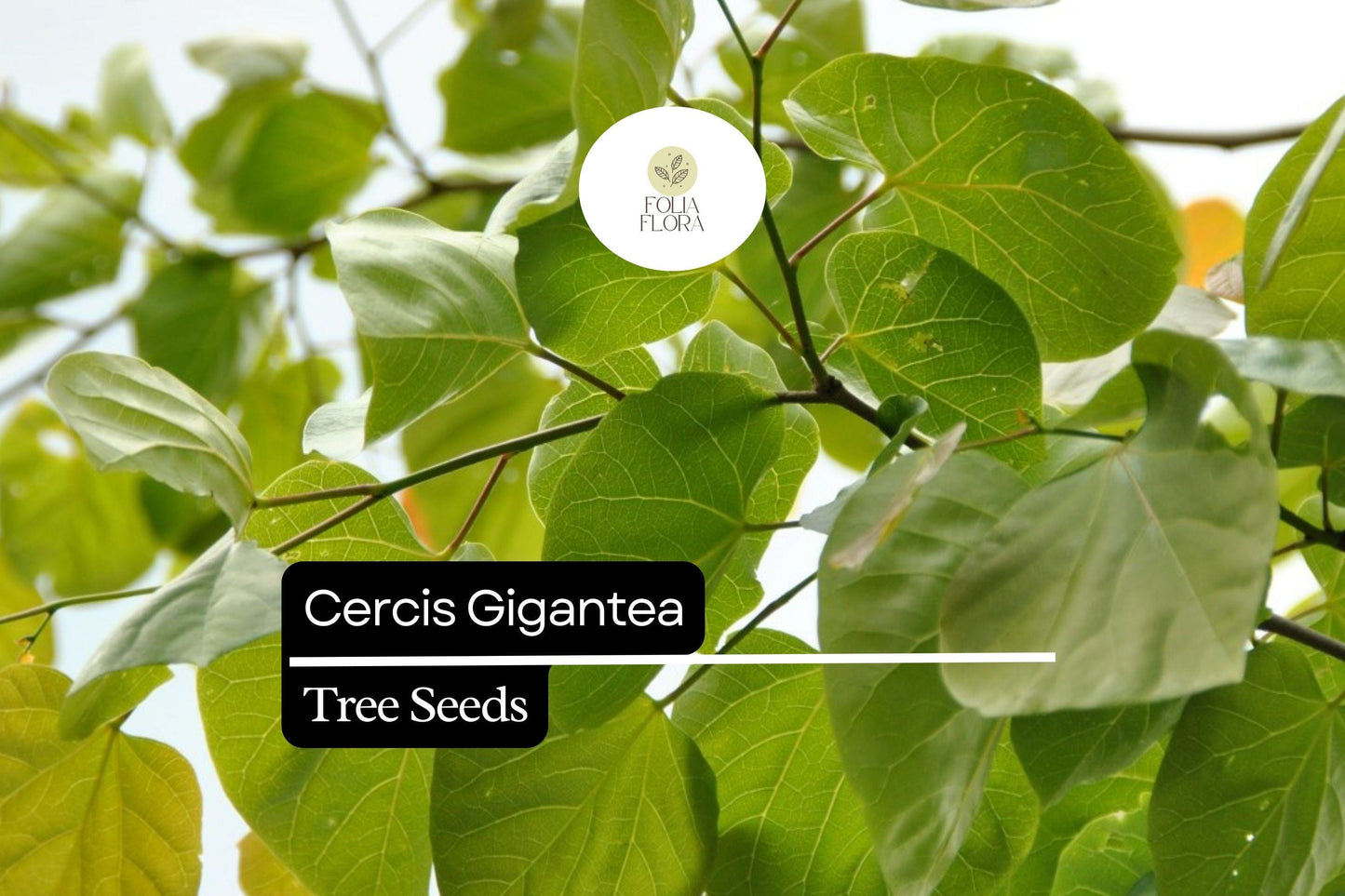 10 Seeds Cercis Gigantea, Giant Redbud Tree, Rare Ornamental Deciduous Tree with Pink Blossoms