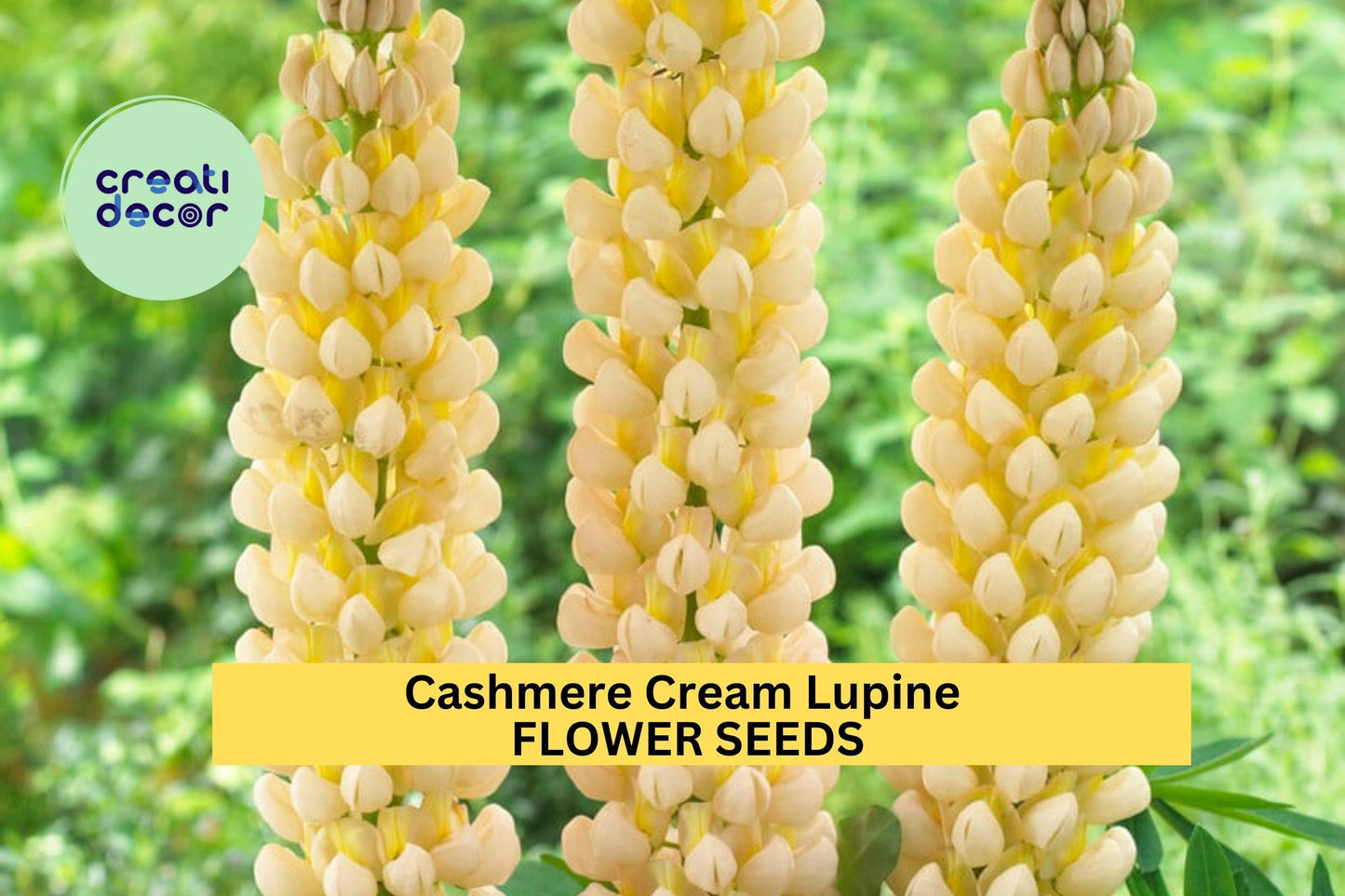 25+ Cashmere Cream Lupine Seeds – Soft Ivory Bloom Spikes for Garden Planting, Elegant Perennial Flowers for Borders & Beds – USA