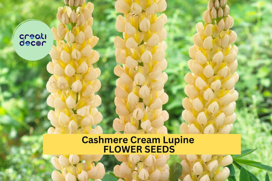 25+ Cashmere Cream Lupine Seeds – Soft Ivory Bloom Spikes for Garden Planting, Elegant Perennial Flowers for Borders & Beds – USA