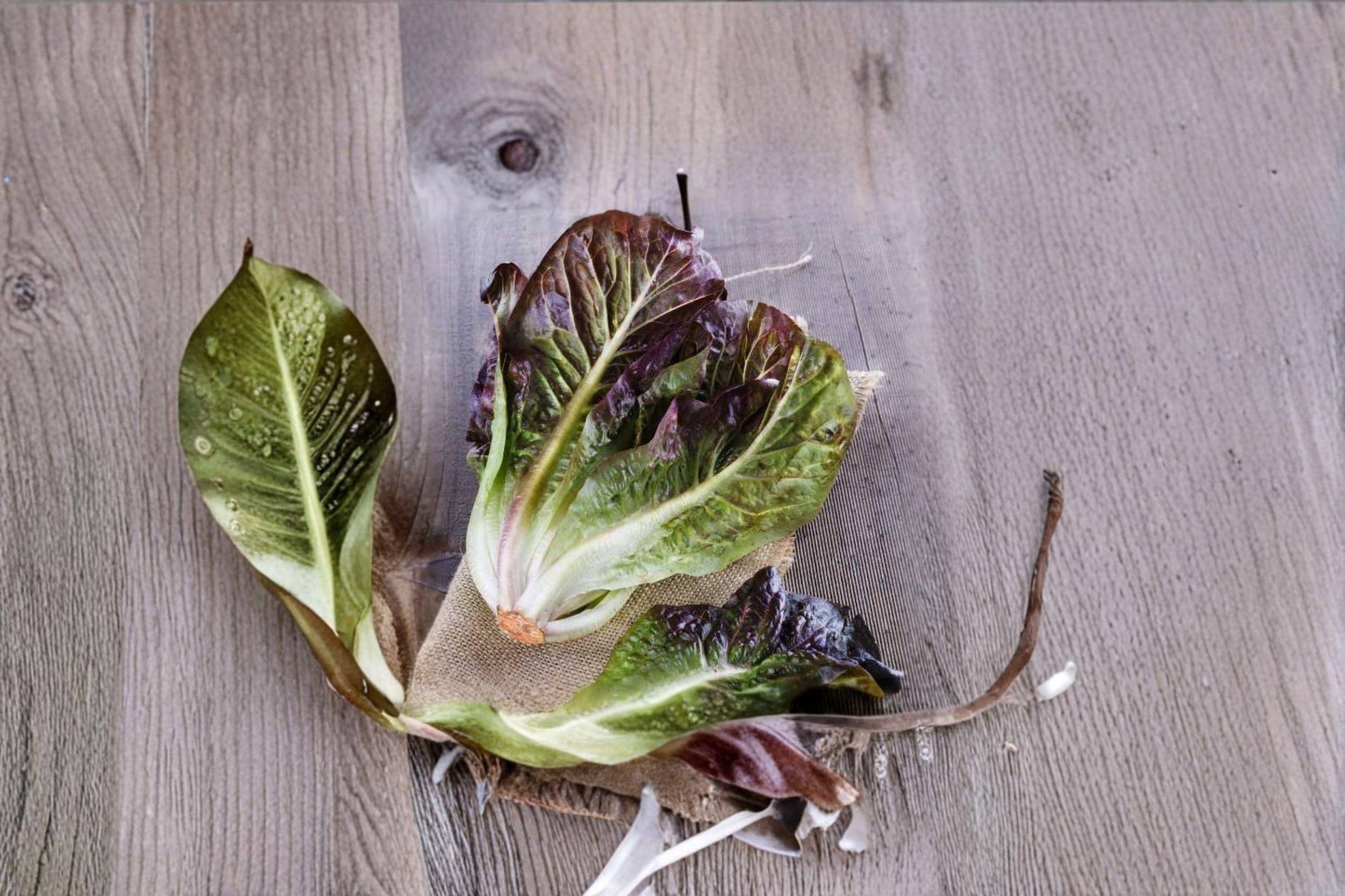 Rouge De Hiver – Red Romaine Lettuce 700 Seeds | French Heirloom | Cold-Hardy Lettuce | Sweet, Nutty Flavor