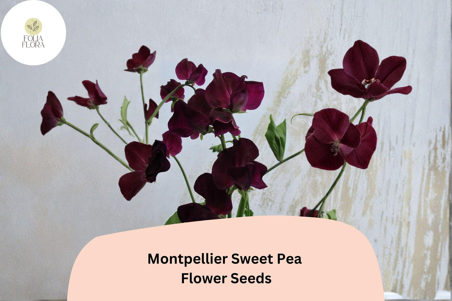 Montpellier Sweet Pea Seeds | Lathyrus odoratus Tall Climbing Flower Vine (50+ Seeds)