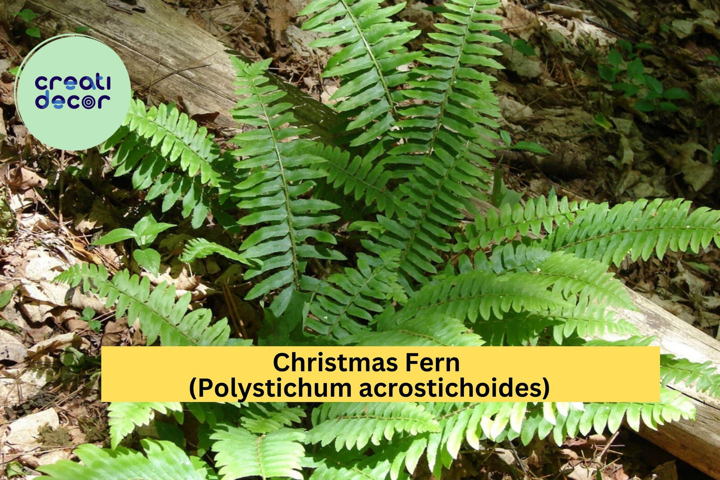 Christmas Fern 25 Bare Root Plants – Polystichum acrostichoides – Hardy Evergreen Woodland Perennial for Shade Gardens