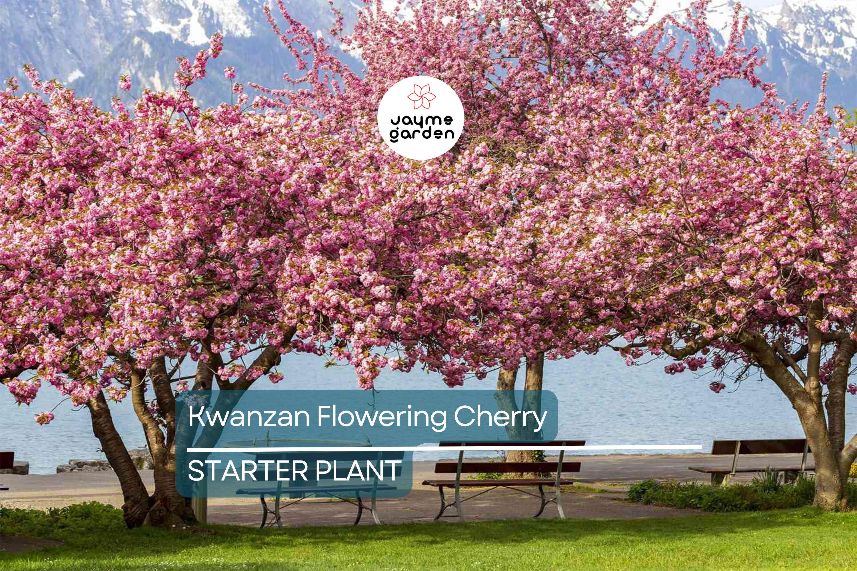 Kwanzan Flowering Cherry Tree – 1-2 Ft Live Bare Root | Pink Blooms | Fast Growing | Ready to Plant | Perfect for Home Gardens