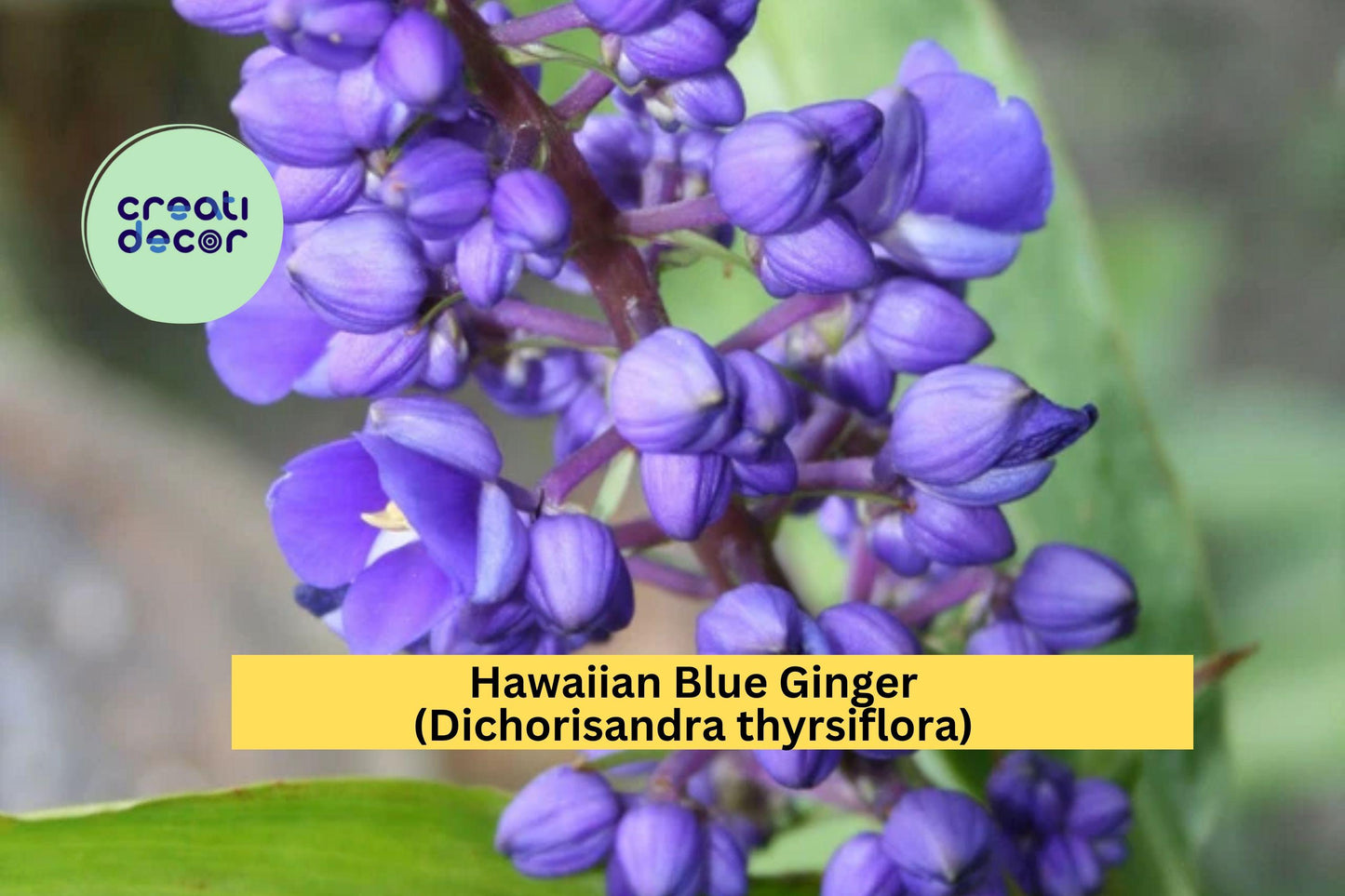 Hawaiian Blue Ginger (Dichorisandra thyrsiflora) – Live Rooted Starter Plant – Tropical Blue Flower for Garden or Patio