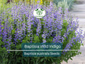 50 Seeds BAPTISIA Wild Indigo, Blue Flowers, Butterfly Host Plant, Perennial, Non-GMO, Native Plant, Perfect for Pollinator Gardens