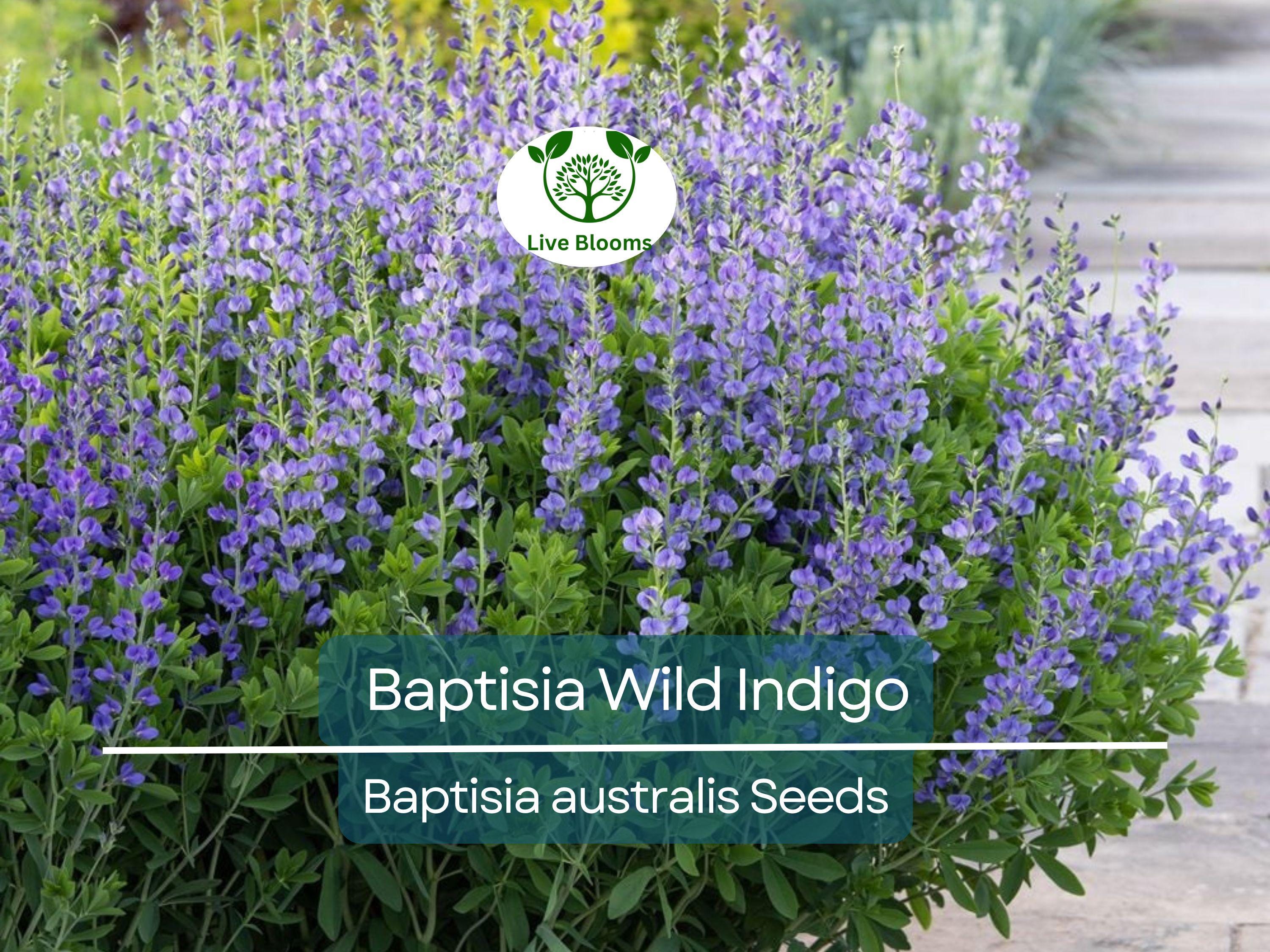 50 Seeds BAPTISIA Wild Indigo, Blue Flowers, Butterfly Host Plant, Perennial, Non-GMO, Native Plant, Perfect for Pollinator Gardens